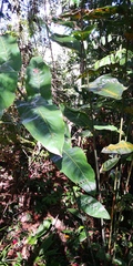 Alpinia galanga