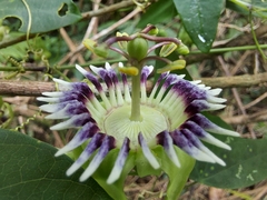 Passiflora porophylla