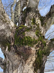 Drummondia prorepens