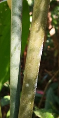 Alpinia galanga