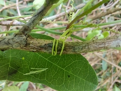 Passiflora porophylla