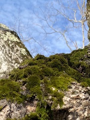 Drummondia prorepens