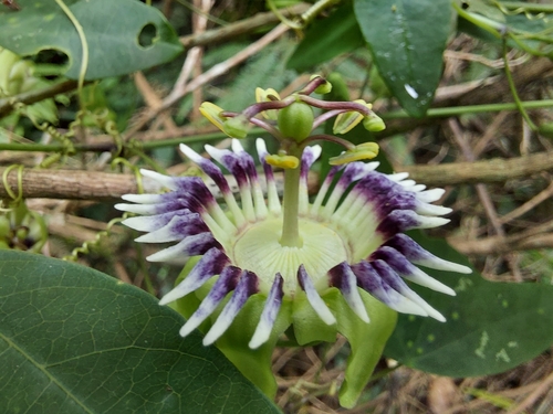 Passiflora porophylla Vell.