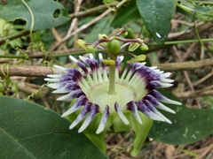 Passiflora porophylla