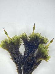 Drummondia prorepens