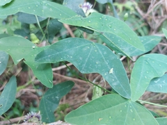 Passiflora porophylla