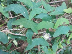 Passiflora porophylla
