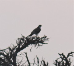 Aquila spilogaster