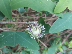 Passiflora porophylla