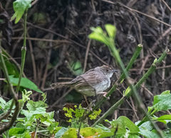 Cisticola woosnami