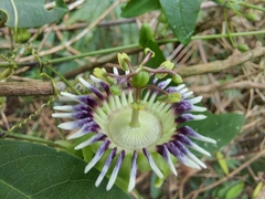 Passiflora porophylla