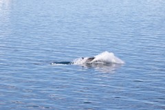 Balaenoptera bonaerensis