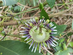 Passiflora porophylla