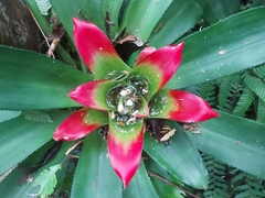 Nidularium innocentii