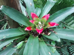 Nidularium innocentii