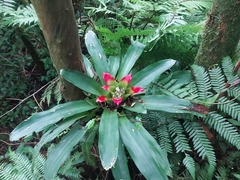 Nidularium innocentii