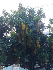 Lophanthera lactescens