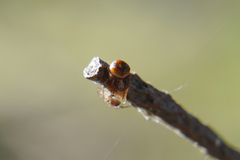 Araneus sturmi