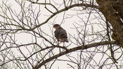 Accipiter cooperii
