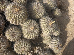 Copiapoa cinerascens