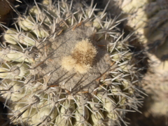 Copiapoa cinerascens