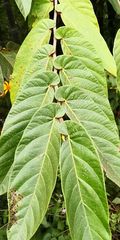 Ficus semicordata