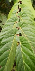 Ficus semicordata