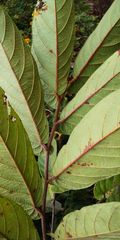 Ficus semicordata