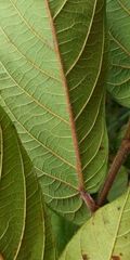 Ficus semicordata