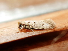 Ateliotum petrinella