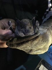 Phyllostomus hastatus