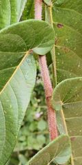 Ficus semicordata