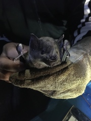 Phyllostomus hastatus