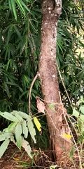Ficus semicordata