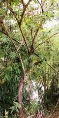 Ficus semicordata
