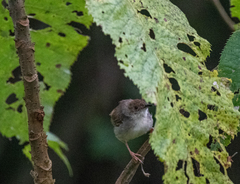 Cisticola woosnami