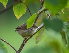 Cisticola woosnami
