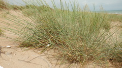 Thinopyrum bessarabicum