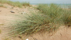 Thinopyrum bessarabicum