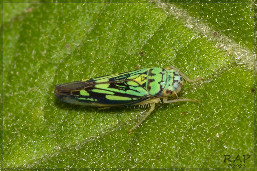 Scopogonalia penicula