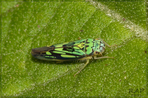 Scopogonalia penicula