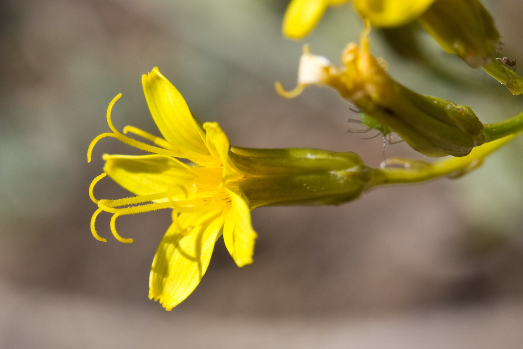 Crepis pleurocarpa