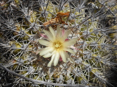 Copiapoa cinerascens