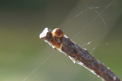 Araneus sturmi