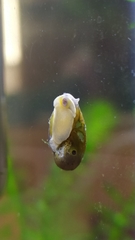 Chilina fluminea
