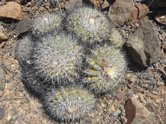 Copiapoa cinerascens
