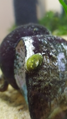 Chilina fluminea