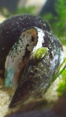 Chilina fluminea