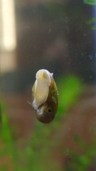 Chilina fluminea