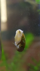 Chilina fluminea